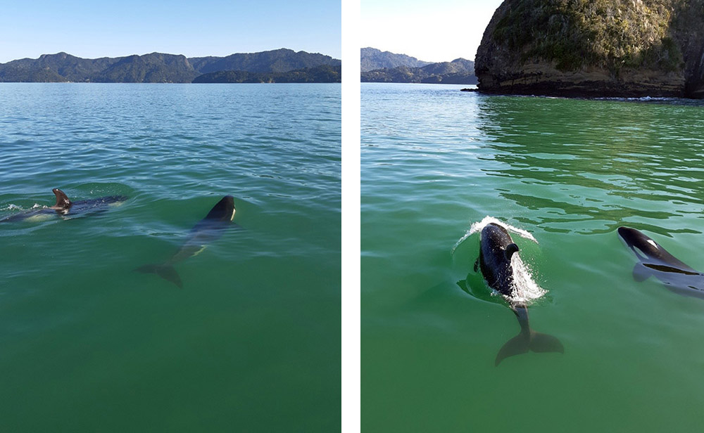 Orca in Manukau Harbour