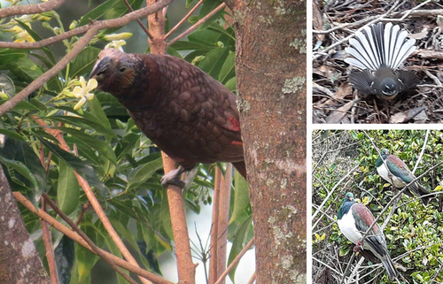 kākā, piwakawaka, kererū - NZ native birds