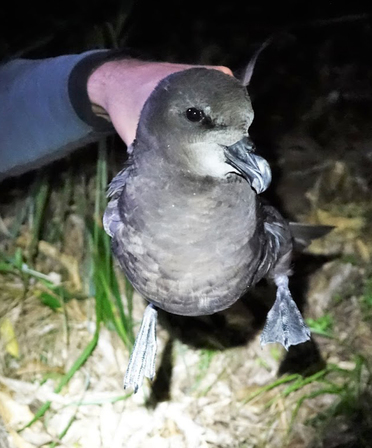 A grey faced petrel sea bird