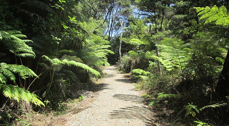 Jubilee Track, Cornwallis, Waitakere Ranges Regional Park