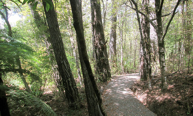 Jubilee Track, Cornwallis, Waitakere Ranges Regional Park