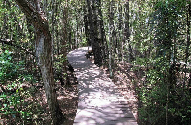 Jubilee Track, Cornwallis, Waitakere Ranges Regional Park