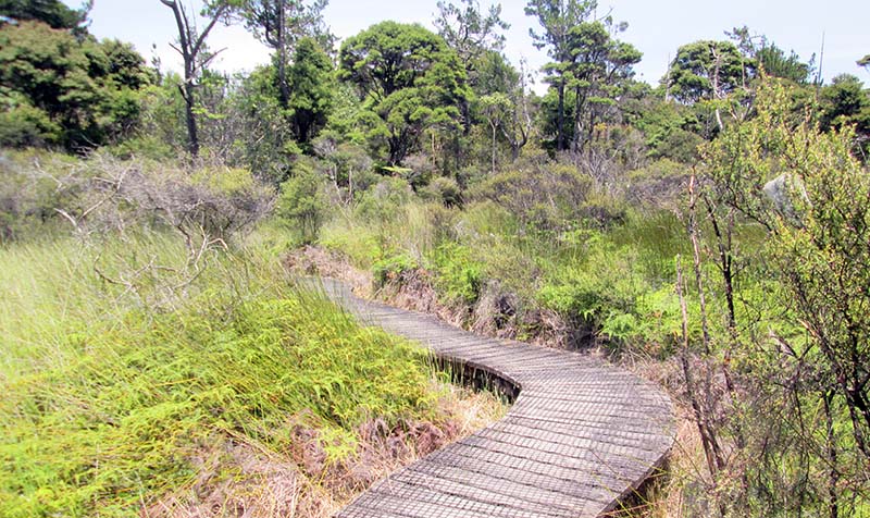 Jubilee Track, Cornwallis, Waitakere Ranges Regional Park