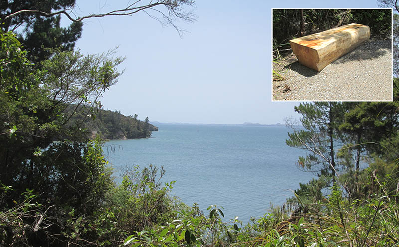 Jubilee Track, Cornwallis, Waitakere Ranges Regional Park