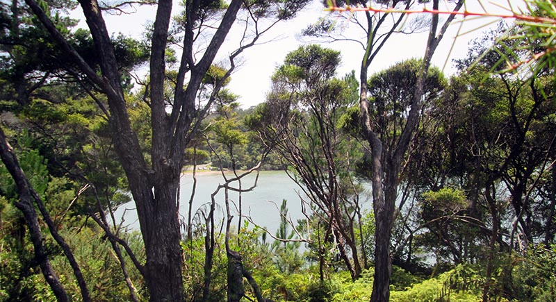 Jubilee Track, Cornwallis, Waitakere Ranges Regional Park