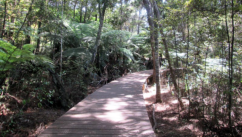 Jubilee Track, Cornwallis, Waitakere Ranges Regional Park