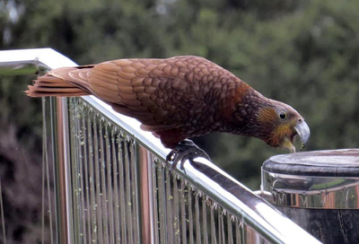 The kaka native parrot at Cornwallis, NZ