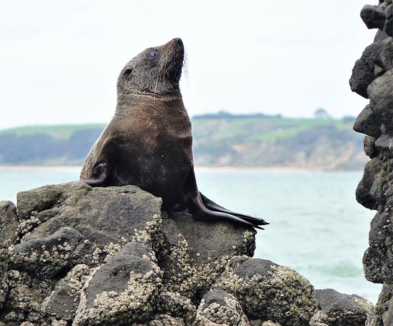 NZ fur seal on Puponga Point
