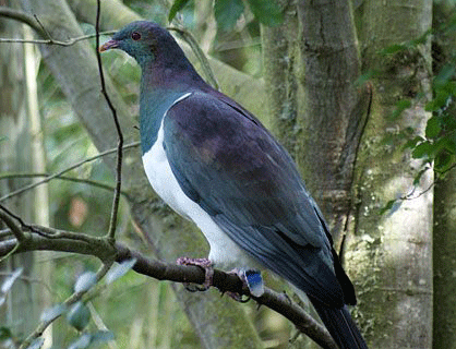 Kereru