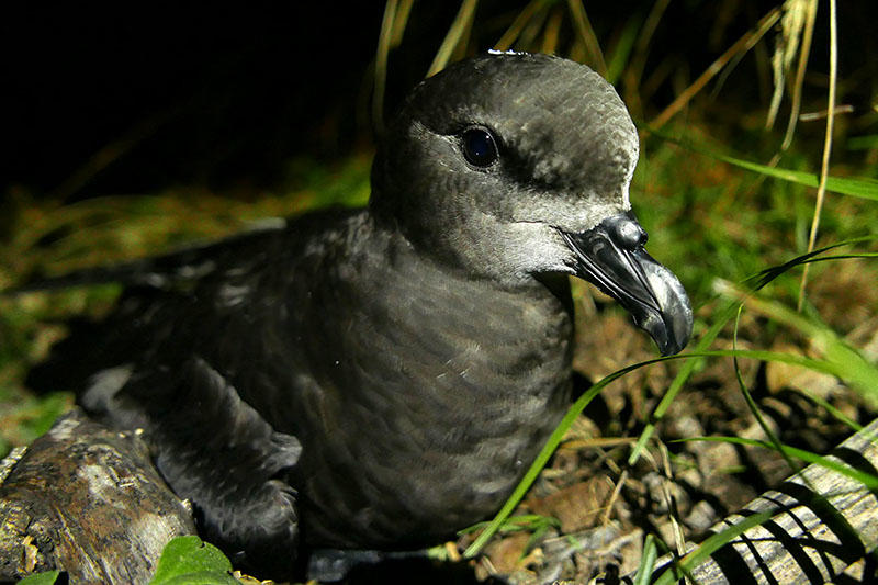 Grey-faced petrel