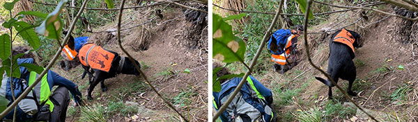 Russ the labrador sniffs out petrel burrows