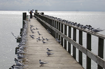 Cornwallis Wharf in use today